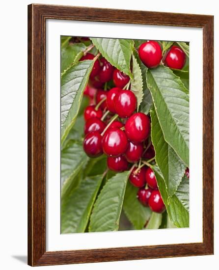 Cherries, Norway-Arctic-Images-Framed Photographic Print