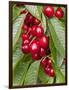 Cherries, Norway-Arctic-Images-Framed Photographic Print