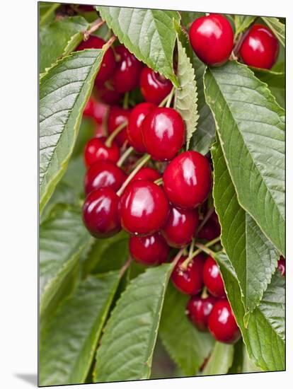 Cherries, Norway-Arctic-Images-Mounted Photographic Print