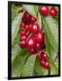 Cherries, Norway-Arctic-Images-Framed Photographic Print