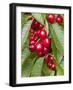 Cherries, Norway-Arctic-Images-Framed Photographic Print