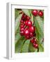 Cherries, Norway-Arctic-Images-Framed Photographic Print