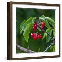 Cherries, Norway-Arctic-Images-Framed Photographic Print