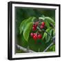 Cherries, Norway-Arctic-Images-Framed Photographic Print