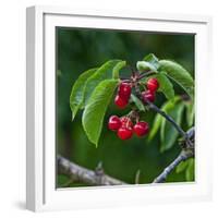 Cherries, Norway-Arctic-Images-Framed Photographic Print