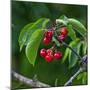 Cherries, Norway-Arctic-Images-Mounted Photographic Print