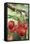 Cherries on Branch-Eising Studio - Food Photo and Video-Framed Stretched Canvas