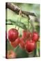Cherries on Branch-Eising Studio - Food Photo and Video-Stretched Canvas