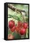 Cherries on Branch-Eising Studio - Food Photo and Video-Framed Stretched Canvas