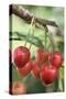 Cherries on Branch-Eising Studio - Food Photo and Video-Stretched Canvas