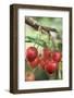 Cherries on Branch-Eising Studio - Food Photo and Video-Framed Photographic Print