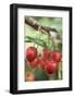 Cherries on Branch-Eising Studio - Food Photo and Video-Framed Photographic Print