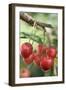 Cherries on Branch-Eising Studio - Food Photo and Video-Framed Photographic Print