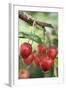 Cherries on Branch-Eising Studio - Food Photo and Video-Framed Photographic Print