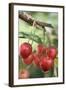 Cherries on Branch-Eising Studio - Food Photo and Video-Framed Photographic Print