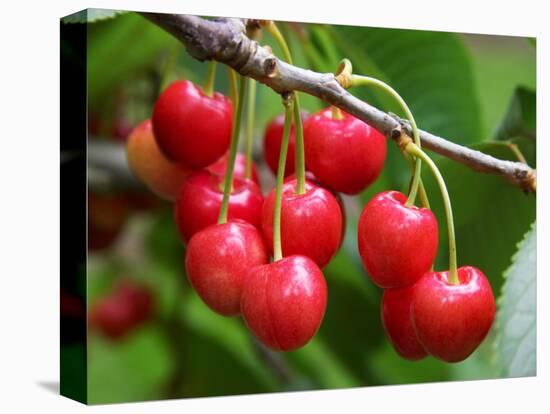 Cherries, Orchard near Cromwell, Central Otago, South Island, New Zealand-David Wall-Stretched Canvas