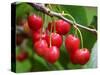Cherries, Orchard near Cromwell, Central Otago, South Island, New Zealand-David Wall-Stretched Canvas