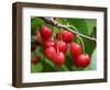 Cherries, Orchard near Cromwell, Central Otago, South Island, New Zealand-David Wall-Framed Photographic Print