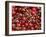 Cherries, Ripponvale, near Cromwell, Central Otago, South Island, New Zealand-David Wall-Framed Premium Photographic Print