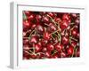 Cherries, Ripponvale, near Cromwell, Central Otago, South Island, New Zealand-David Wall-Framed Premium Photographic Print