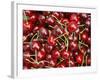 Cherries, Ripponvale, near Cromwell, Central Otago, South Island, New Zealand-David Wall-Framed Photographic Print