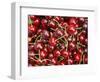 Cherries, Ripponvale, near Cromwell, Central Otago, South Island, New Zealand-David Wall-Framed Photographic Print