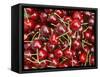 Cherries, Ripponvale, near Cromwell, Central Otago, South Island, New Zealand-David Wall-Framed Stretched Canvas