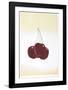 Cherries-Hank Laventhol-Framed Limited Edition