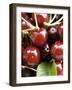 Cherries-Foodcollection-Framed Photographic Print