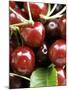 Cherries-Foodcollection-Mounted Photographic Print