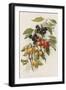 Cherries-null-Framed Giclee Print