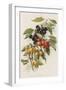 Cherries-null-Framed Giclee Print