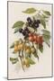 Cherries-null-Mounted Giclee Print