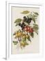 Cherries-null-Framed Giclee Print