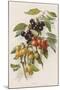 Cherries-null-Mounted Giclee Print