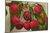 Cherries-null-Mounted Art Print