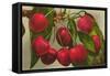 Cherries-null-Framed Stretched Canvas