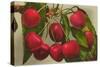 Cherries-null-Stretched Canvas