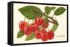 Cherries-null-Framed Stretched Canvas