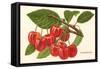 Cherries-null-Framed Stretched Canvas