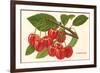 Cherries-null-Framed Premium Giclee Print
