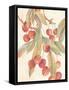 Cherries-unknown VanDyk-Framed Stretched Canvas