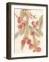 Cherries-unknown VanDyk-Framed Art Print