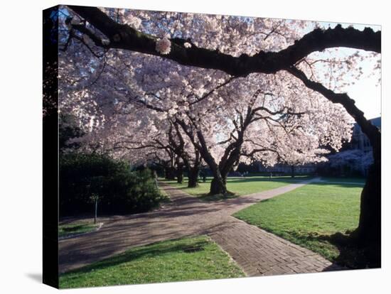 Cherry Blooms at the University of Washington, Seattle, Washington, USA-William Sutton-Stretched Canvas