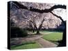 Cherry Blooms at the University of Washington, Seattle, Washington, USA-William Sutton-Stretched Canvas