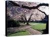 Cherry Blooms at the University of Washington, Seattle, Washington, USA-William Sutton-Stretched Canvas