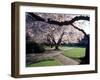 Cherry Blooms at the University of Washington, Seattle, Washington, USA-William Sutton-Framed Photographic Print