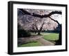 Cherry Blooms at the University of Washington, Seattle, Washington, USA-William Sutton-Framed Photographic Print