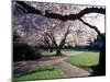 Cherry Blooms at the University of Washington, Seattle, Washington, USA-William Sutton-Mounted Photographic Print