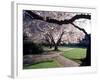 Cherry Blooms at the University of Washington, Seattle, Washington, USA-William Sutton-Framed Photographic Print